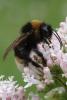 Bombus vestalis